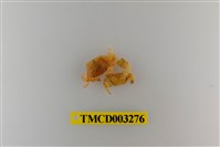 藏品(絨毛折顎蟹)的圖片